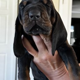 Black and Tan Coonhound Puppies from Classic Coonhounds