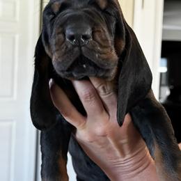 Black and Tan Coonhound Puppies from Classic Coonhounds
