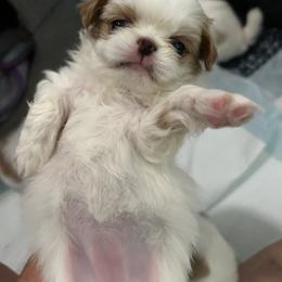 Japanese Chin Puppies from CindyLynnsChins