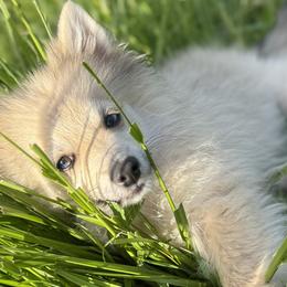 Pomeranians and Pomskies from Cherrywell Carnivora