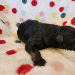 Spice - Black and tan female German Shepherd puppy in Los Lunas, New Mexico from Mali's German Shepherds