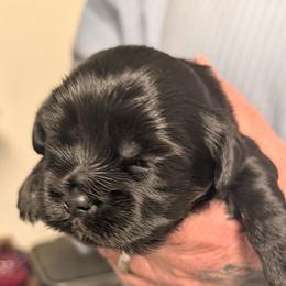 Michael - Black male Lhasa Apso puppy in Fort Worth, Texas from Cynthia's Lhasa Apsos
