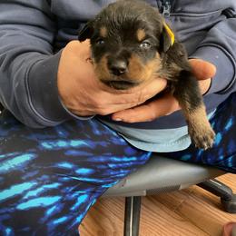 Boy 6 - Black and mahogany male Rottweiler puppy in Cartersville, Virginia from Vom Heldenhaft Rottweilers