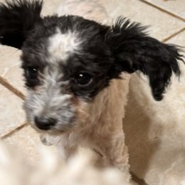 Riley - Poodle