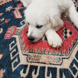 Cavalier King Charles Spaniel and Golden Retriever Puppies from SelahGold