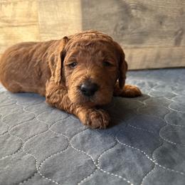 Rafael - Red  male Poodle puppy in Milan, Tennessee from Twin Oak Goldendoodles