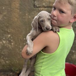 Silver female - Silver gray female Weimaraner puppy in Lancaster, Kentucky from Heavy Hollow Farm
