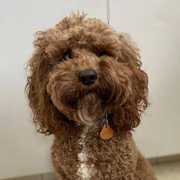 Shandy - Cockapoo
