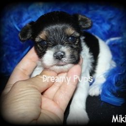 AKC Miki - Black tan and white male Biewer Terrier puppy in Kennesaw, Georgia from Dreamy Pups