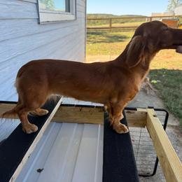 Mia - Dachshund