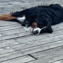Bernese Mountain Dog Puppies from Lonesome Pine Farm