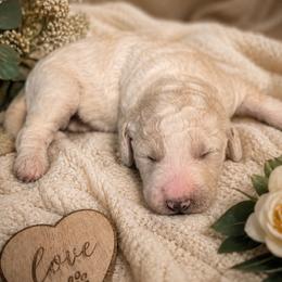 Latte' - Parti female Goldendoodle puppy in Freedom, New York from Samantha's Goldendoodles
