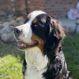 Bernedoodles from Parker Farm Pups