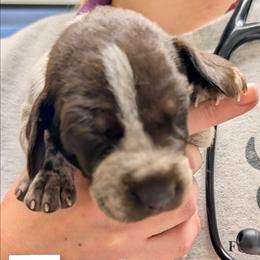 Tater - Liver roan female German Shorthaired Pointer puppy in Boulder Creek, California from Paloma Vista Ranch