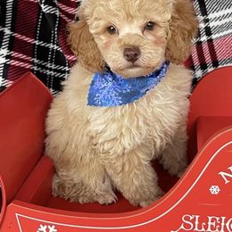 Bernedoodles, Labradoodles, and Poodles from New life kennels
