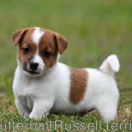 Dash - White and tan male Russell Terrier puppy in Citra, Florida from Butterball Kennel