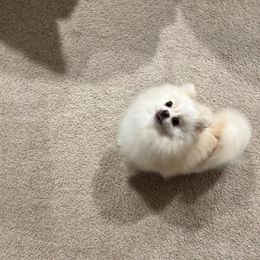 Charlie - Pomeranian