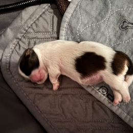 Girl 3 - Black and white female Shih Tzu puppy in Allendale, Michigan from Rooks' Shih Tzus