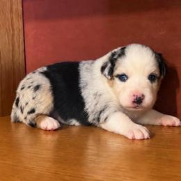 Bella - Blue merle female Australian Shepherd puppy in Howardsville, Virginia from Spectacular Aussies and Cavaliers