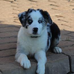 F150 - Blue merle male Miniature Australian Shepherd puppy in Lowgap, North Carolina from Ramblin’ Rose Mini's