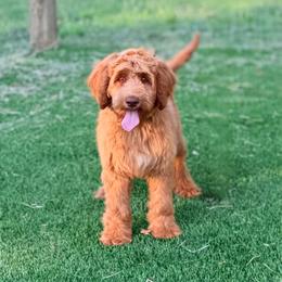 Faith - Caramel female Australian Labradoodle puppy in Hartshorne, Oklahoma from Jena Edmond