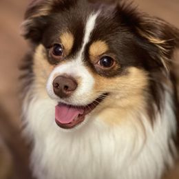 GOOSE - Toy Australian Shepherd