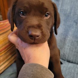 Mr. Light Blue - Chocolate male Labrador Retriever puppy in Deary, Idaho from Sunset Pines Labradors