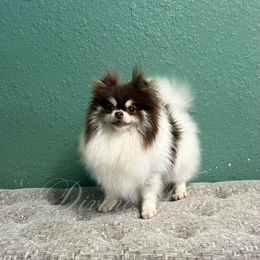 Cookie - Pomeranian