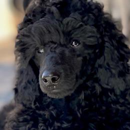 Poodles from Berndt Sienna Poodles