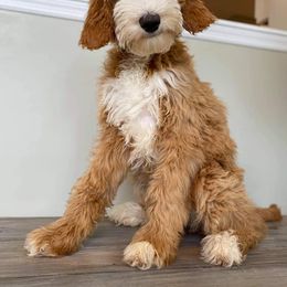 Bernedoodle and Goldendoodle Puppies from Doodling All Day Goldendoodles & Bernedoodles