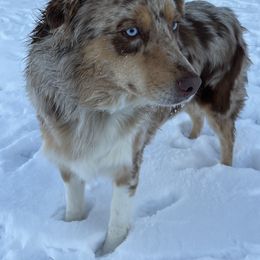 Australian Shepherds from Kreger Farms