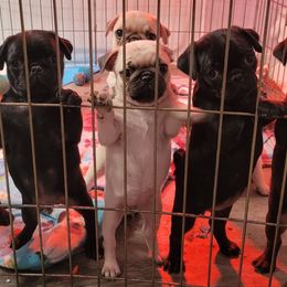 Pug puppies from Kayla's Pugs