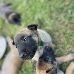 xDutch Shepherd Puppies from Crystal Coast K9 MHC