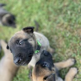 xDutch Shepherd Puppies from Crystal Coast K9 MHC