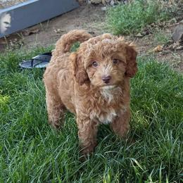 Cooper - Caramel ice male Labradoodle puppy in Lancaster, California from Mini Doodles