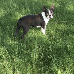 Juniper - Black brindle and white female Boston Terrier puppy in Fillmore, Illinois from Wind Hill Puppies