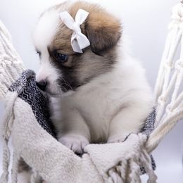 Pembroke Welsh Corgi Puppies from Hope_4thebay_Corgis