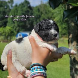 Pink collar - Parti female Poodle puppy in Shelby, Alabama from New Life Family Farm