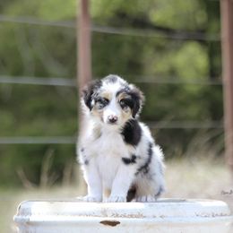 Australian Shepherd Puppies from Broken Arrow Australian Shepherds
