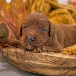 SNOOPY - Red  male Goldendoodle puppy in Iola, Texas from Supreme Doodles of Texas