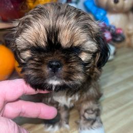 Huggie - Brindle male Shih Tzu puppy in Citrus Heights, California from The Lion dog Shih Tzu
