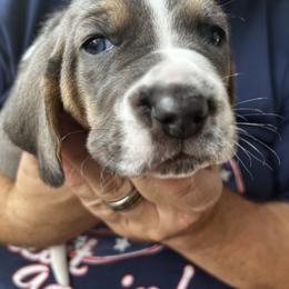 Boy 1 - Blue tan and white male Basset Hound puppy in Mount Carmel, Pennsylvania from Coal Region Bassets
