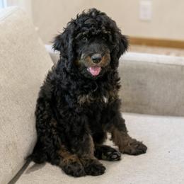 Bryce - Phantom male Bernedoodle puppy in Eureka, Illinois from Joley Aire Family Dogs