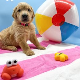 Golden Retriever Puppies from Nirvana Goldens