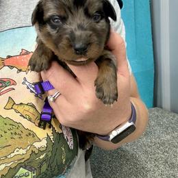 Purple - Harlequin female Beauceron puppy in Floyd’s Knobs, Indiana from Birdwing Beaucerons
