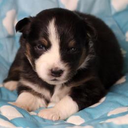 Sybil - Black tri-color female Australian Shepherd puppy in Springville, New York from RisingStar Australian Shepherds