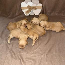 3rd pick boy - Dark golden male Golden Retriever puppy in Monticello, Iowa from Ashley’s Puppies