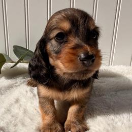 Shaded Red - Red male Dachshund puppy in Nampa, Idaho from Long_and_Low_Dachshunds