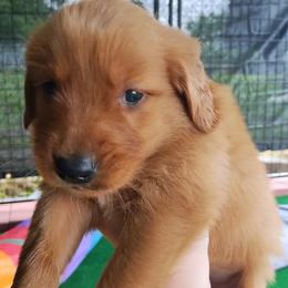 Dark Green - Dark golden male Golden Retriever puppy in Davisboro, Georgia from Ginger Snap Golden Retrievers