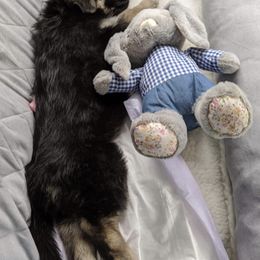 German Shepherds from Kinfolk Farm